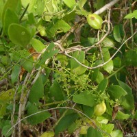 Salvadora persica L.